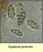 Gyalecta jenensis