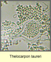 Thelocarpon laureri
