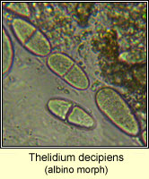 Thelidium decipiens (albino morph)