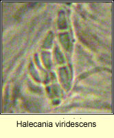 Halecania viridescens