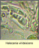Halecania viridescens