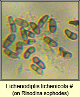 Lichenodiplis lichenicola