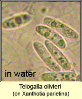 Telogalla olivieri