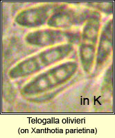 Telogalla olivieri