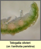 Telogalla olivieri