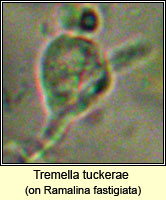 Tremella tuckerae