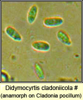 Didymocyrtis cladoniicola