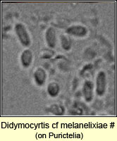 Didymocyrtis cf melanelixiae