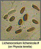 Lichenoconium lichenicola