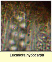 Lecanora hybocarpa