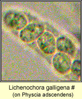 Lichenochora galligena