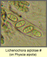 Lichenochora aipoliae