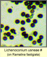 Lichenoconium usneae