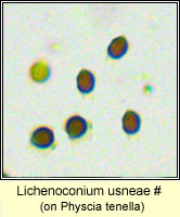 Lichenoconium usneae