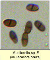 Muellerella sp