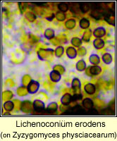 Lichenoconium erodens