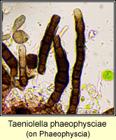 Taeniolella phaeophysciae