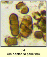 Q4 on Xanthoria