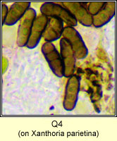 Q4 on Xanthoria