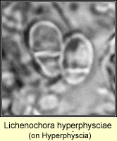 Lichenochora hyperphysciae