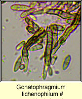 Gonatophragmium lichenophilum