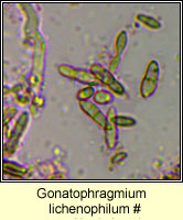 Gonatophragmium lichenophilum