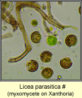 Licea parasitica (lichenicolous myxomycete)