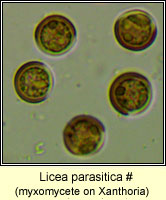 Licea parasitica (lichenicolous myxomycete)