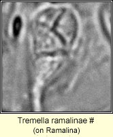 Tremella ramalinae