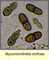 Mycomicrothelia confusa
