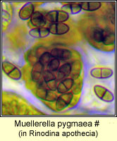 Muellerella pygmaea, in Rinodina