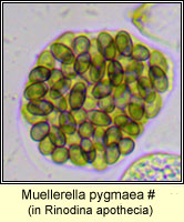 Muellerella pygmaea, in Rinodina