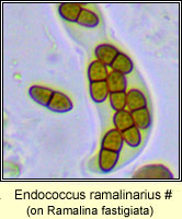 Endococcus ramalinarius