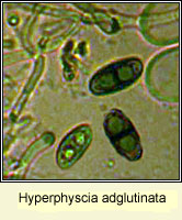 Hyperphyscia adglutinata