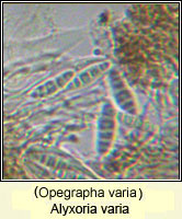 Alyxoria varia (Opegrapha varia)