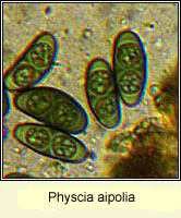 Physcia aipolia
