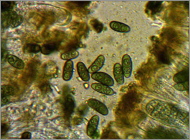 Physcia aipolia, spores