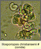 Illosporiopsis christiansenii