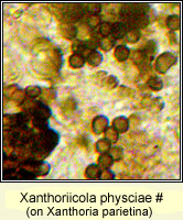 Xanthoriicola physciae