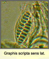Graphis scripta sens lat
