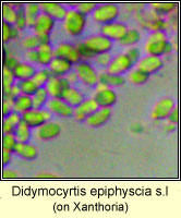 Didymocyrtis epiphyscia sl, on Xanthoria