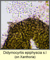 Didymocyrtis epiphyscia sl, on Xanthoria