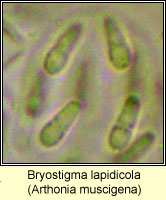 Bryostigma lapidicola, Arthonia muscigena