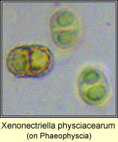 Xenonectriella physciacearum, on Phaeophyscia