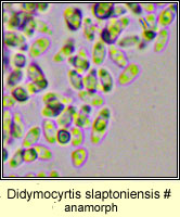 Didymocyrtis slaptoniensis (anamorph)