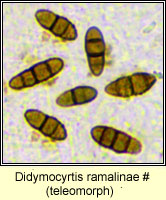 Didymocyrtis ramalinae, teleomorph on Ramalina