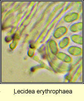 Japewiella tavaresiana q 