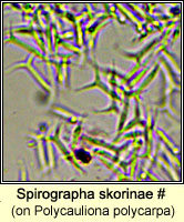 Spirographa skorinae on Polycauliona polycarpa