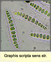Graphis scripta sens str