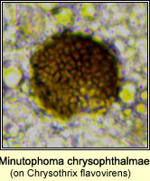 Minutophoma chrysophthalmae on Chrysothrix flavovirens